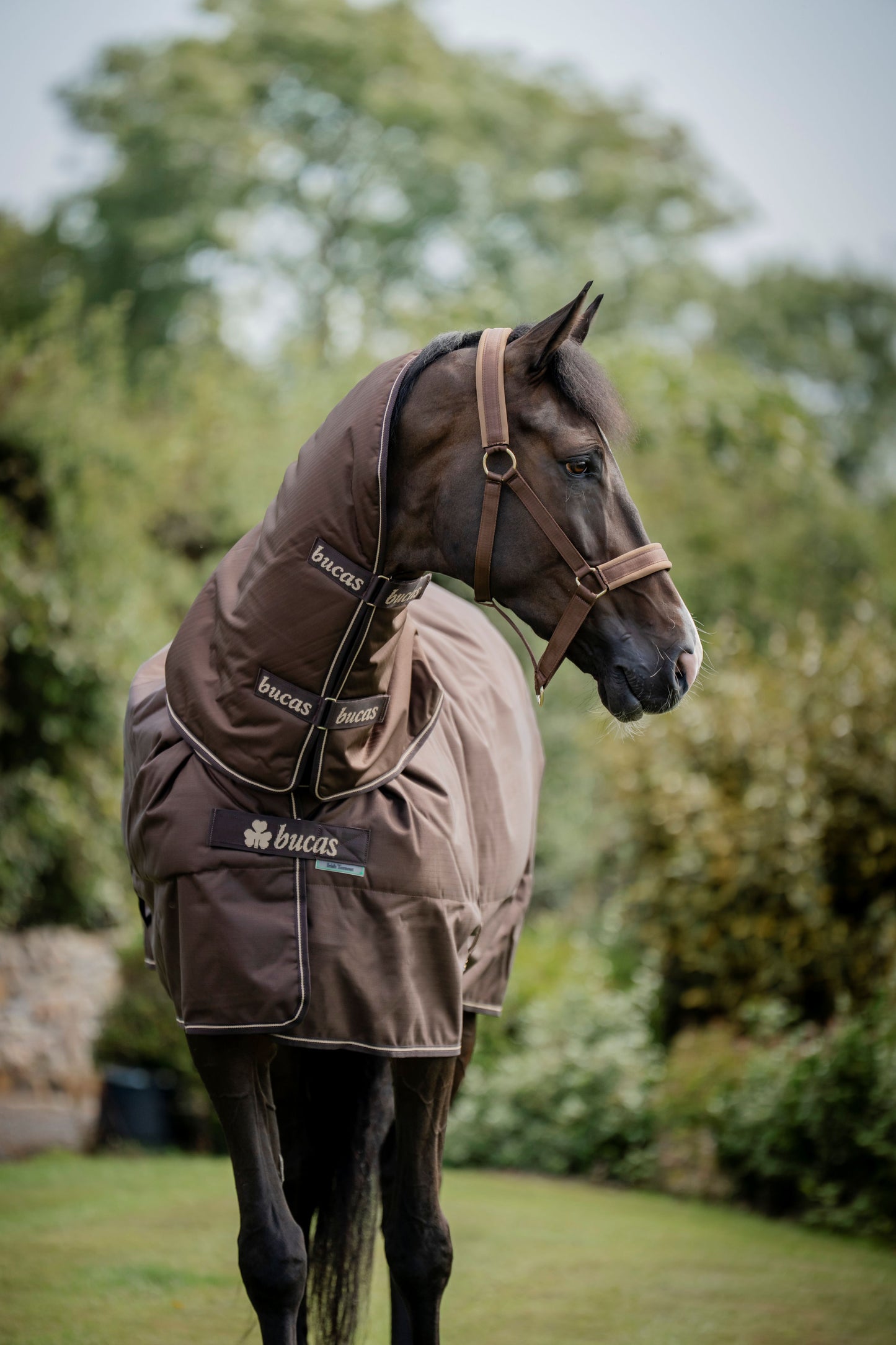 Bucas Irish 300g Turnout Rug with Neck Cover - Espresso