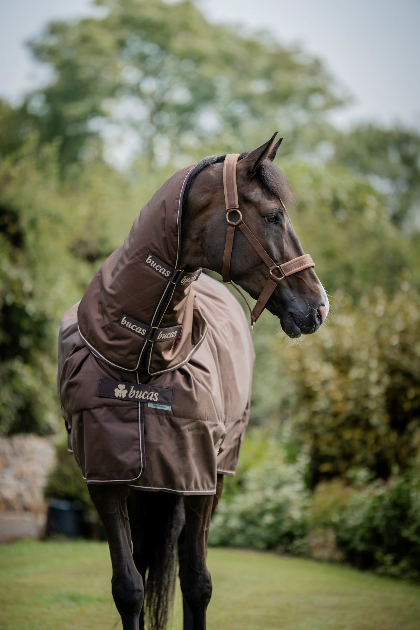 Bucas Irish 50g Turnout Rug With Detachable Neck Cover - Espresso