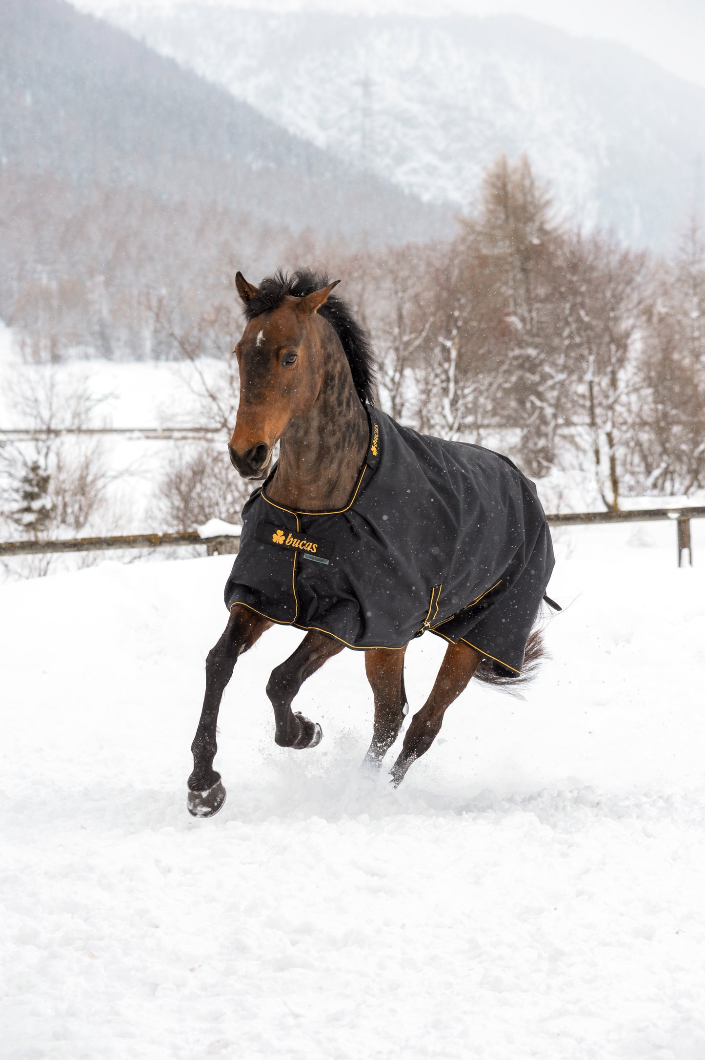 Bucas Irish 300g Turnout Rug with Neck Cover - Black/Gold