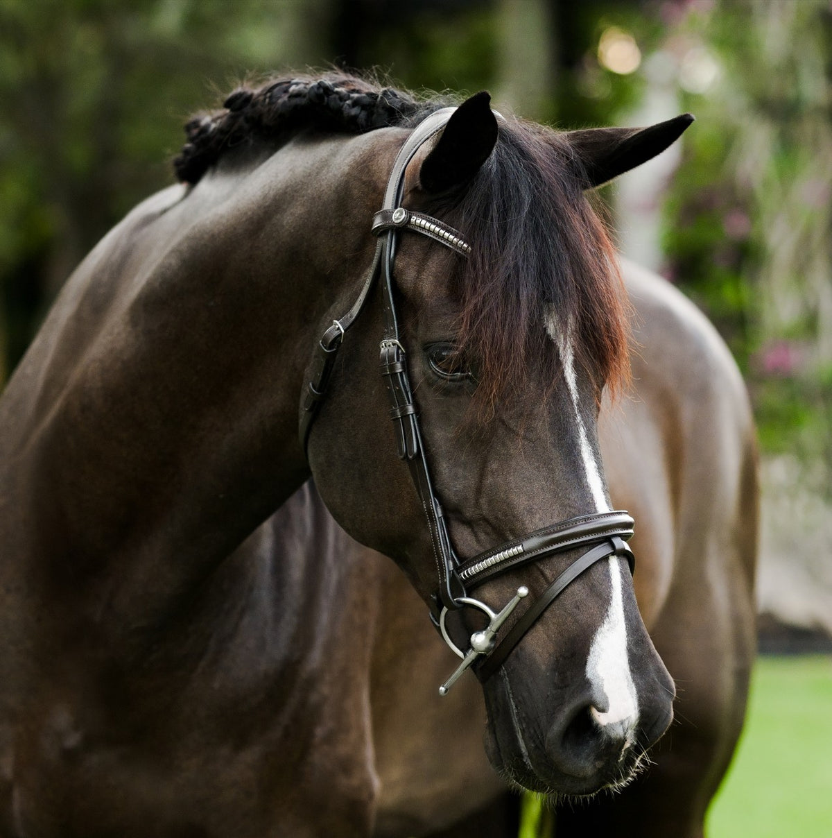 Lumiere Perseus Convertible Anatomical Leather Bridle