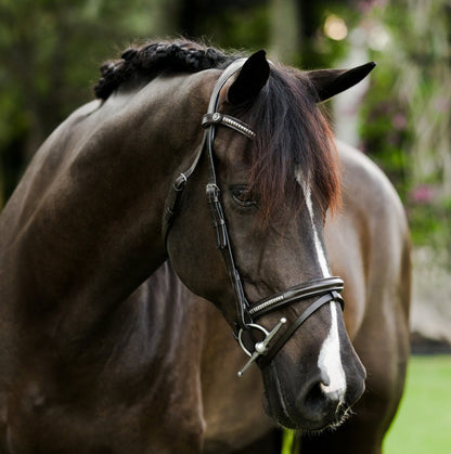 Lumiere Perseus Convertible Anatomical Leather Bridle