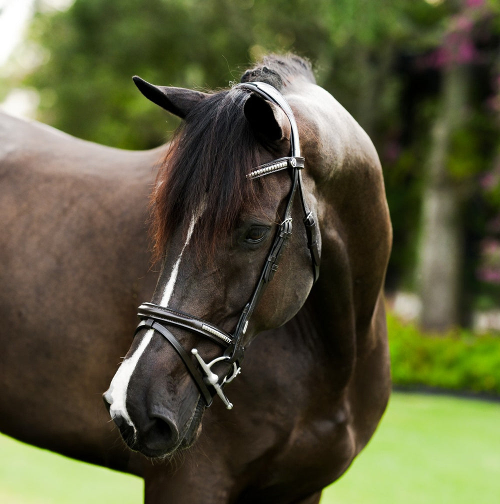 Lumiere Perseus Convertible Anatomical Leather Bridle