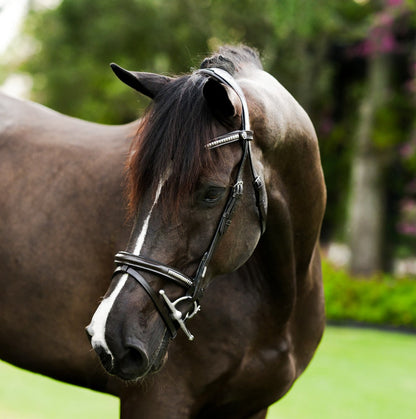 Lumiere Perseus Convertible Anatomical Leather Bridle