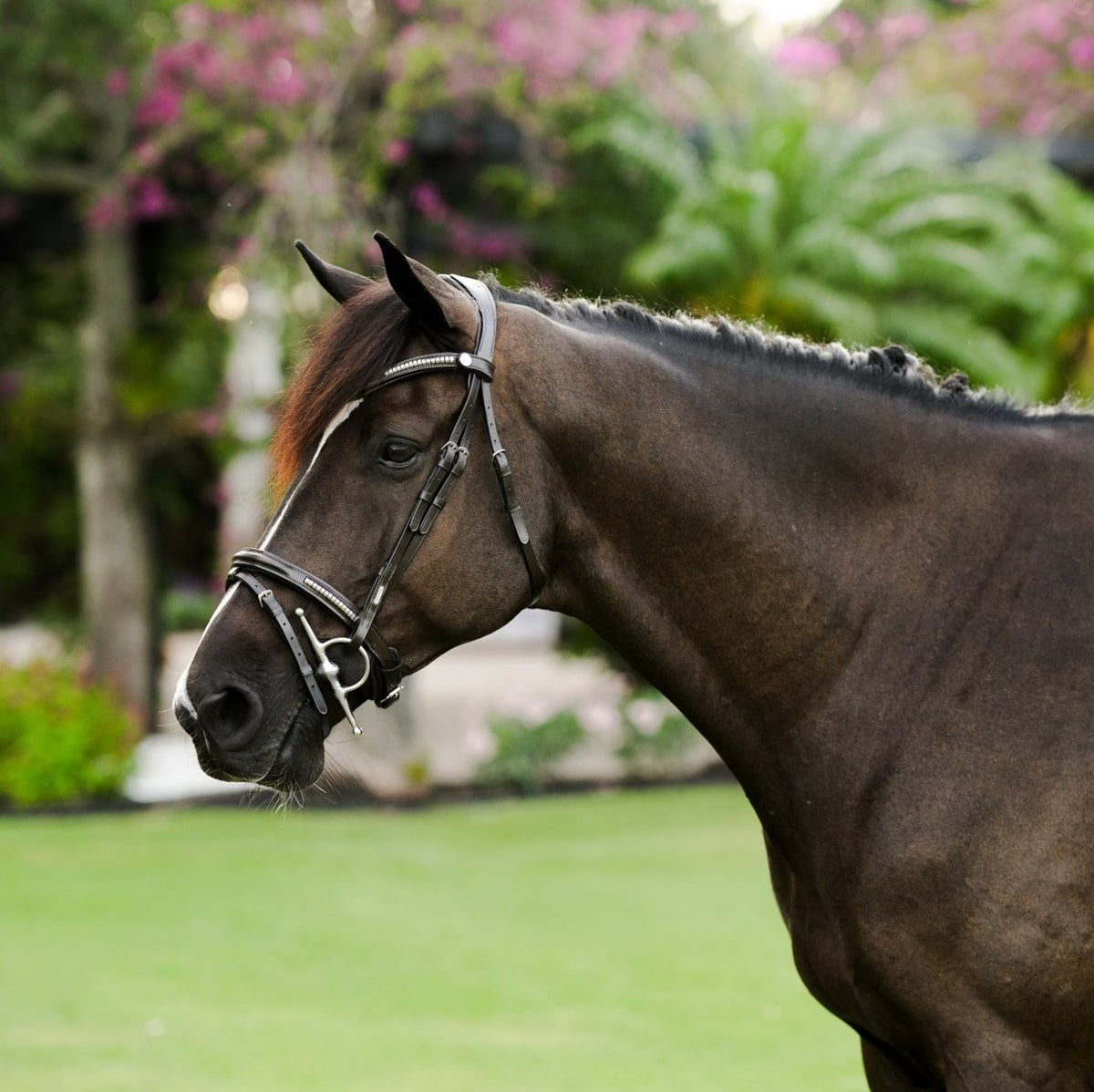 Lumiere Perseus Convertible Anatomical Leather Bridle