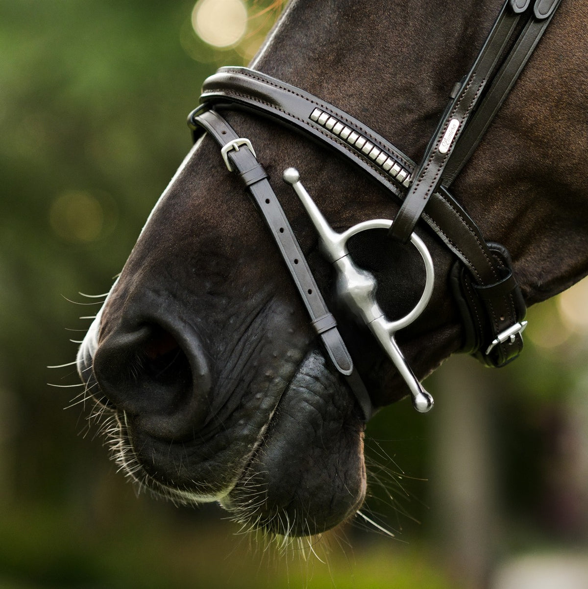 Lumiere Perseus Convertible Anatomical Leather Bridle