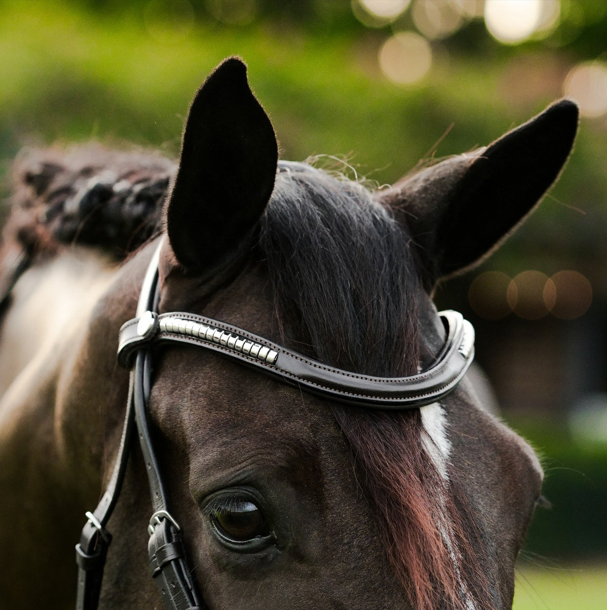Lumiere Perseus Convertible Anatomical Leather Bridle