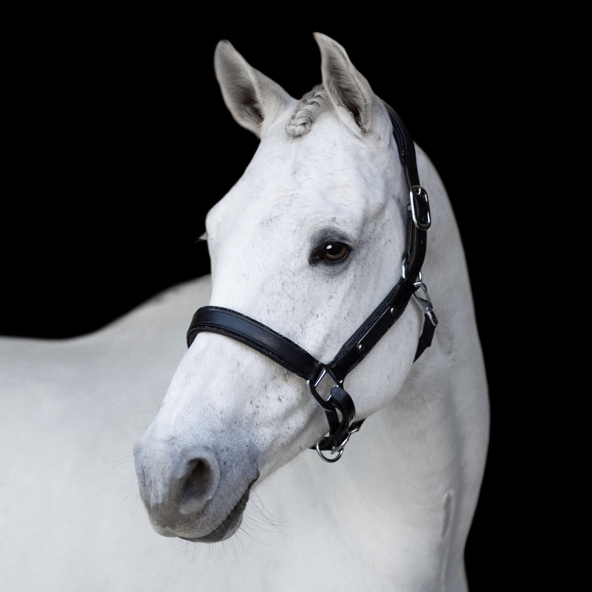 Lumiere Equestrian Vegas Glitter Leather Headcollar