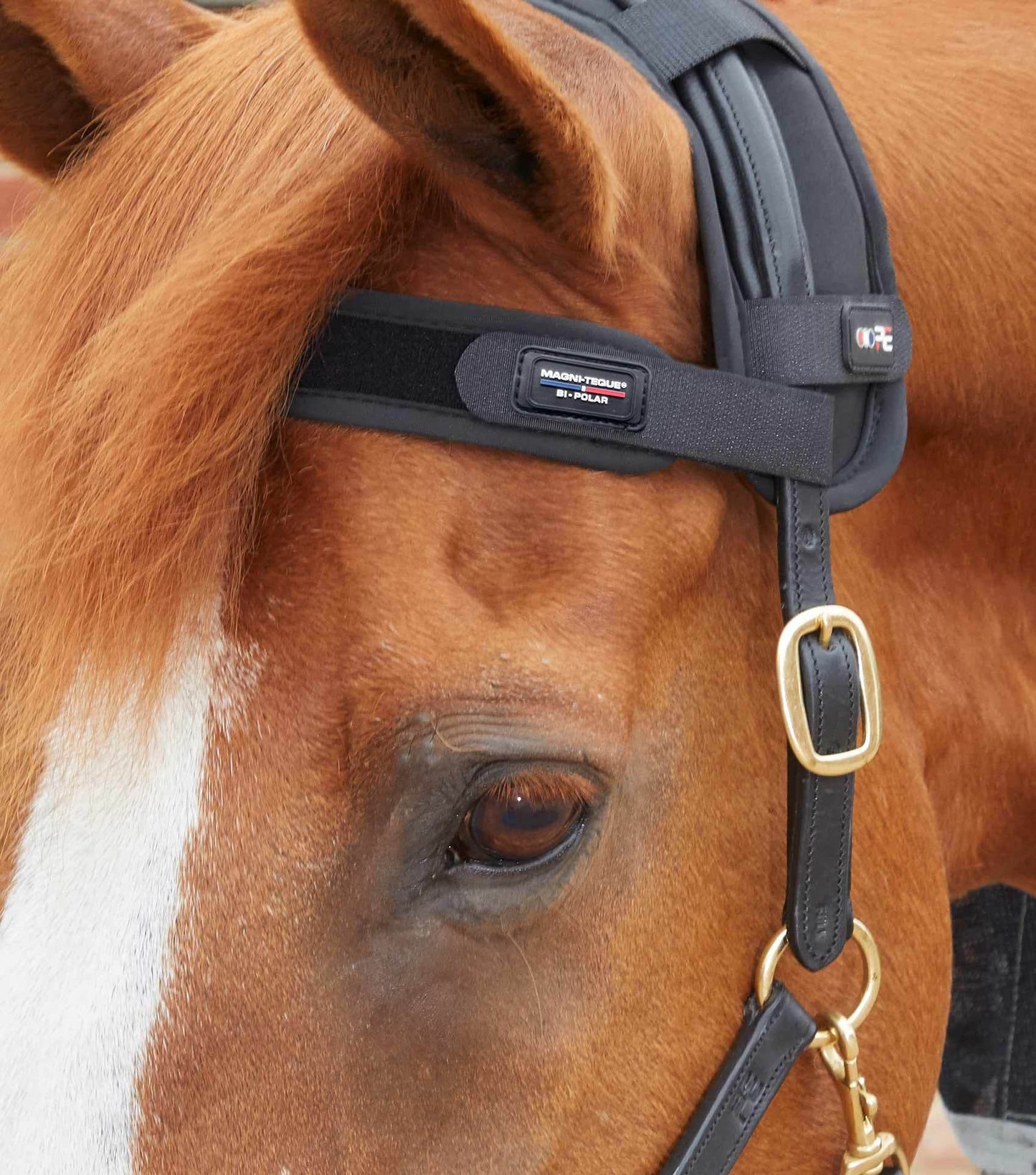 Premier Equine Magni-Teque Magnetic Browband - N P Equestrian & Pet Supplies Ltd 