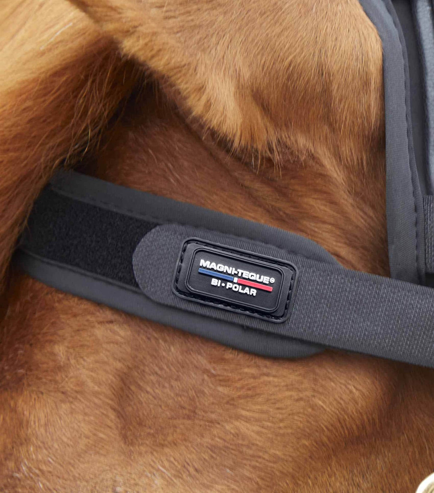 Premier Equine Magni-Teque Magnetic Browband - N P Equestrian & Pet Supplies Ltd 