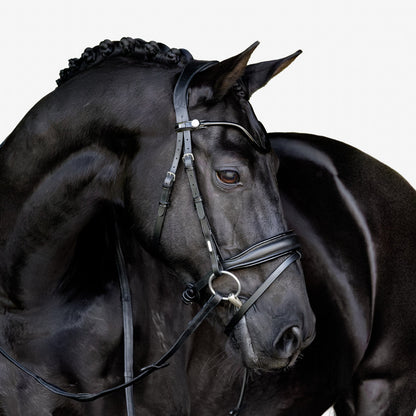 Lumiere Penny Anatomical Padded Leather Bridle with Flash