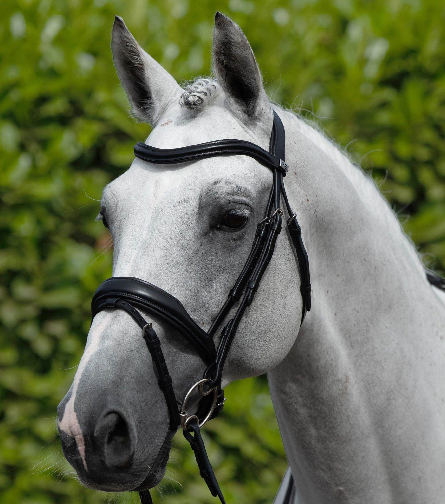 Premier Equine Rizzo Anatomic Snaffle Bridle with Flash - N P Equestrian & Pet Supplies Ltd 