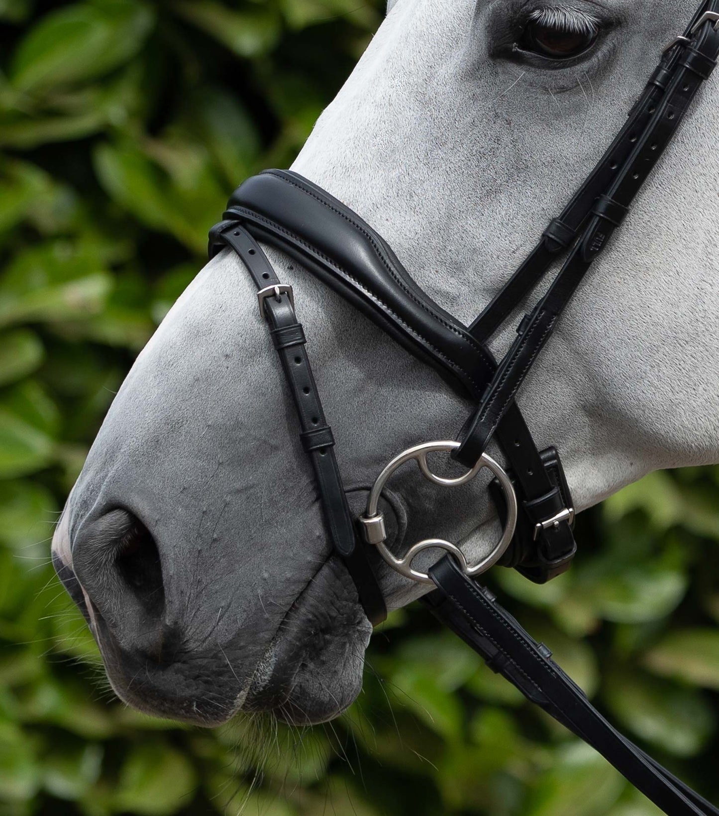 Premier Equine Rizzo Anatomic Flash Noseband Black