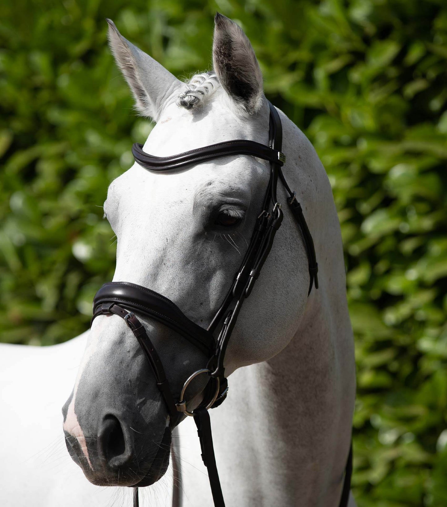 Premier Equine Rizzo Anatomic Snaffle Bridle with Flash - N P Equestrian & Pet Supplies Ltd 
