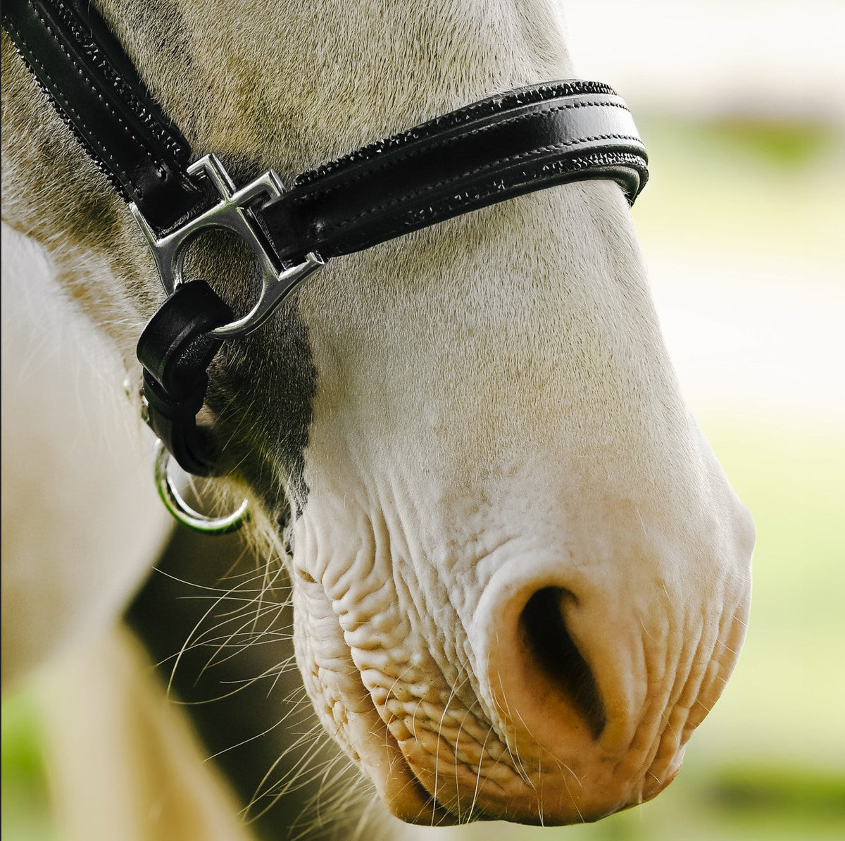 Lumiere Equestrian Vegas Glitter Leather Headcollar