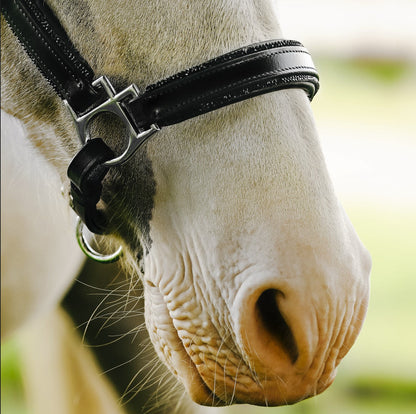 Lumiere Equestrian Vegas Glitter Leather Headcollar