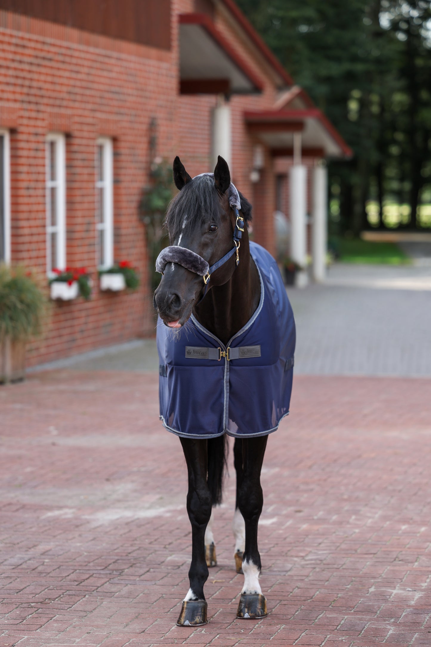 Bucas Show-Line Competition Cooler - Navy/Grey