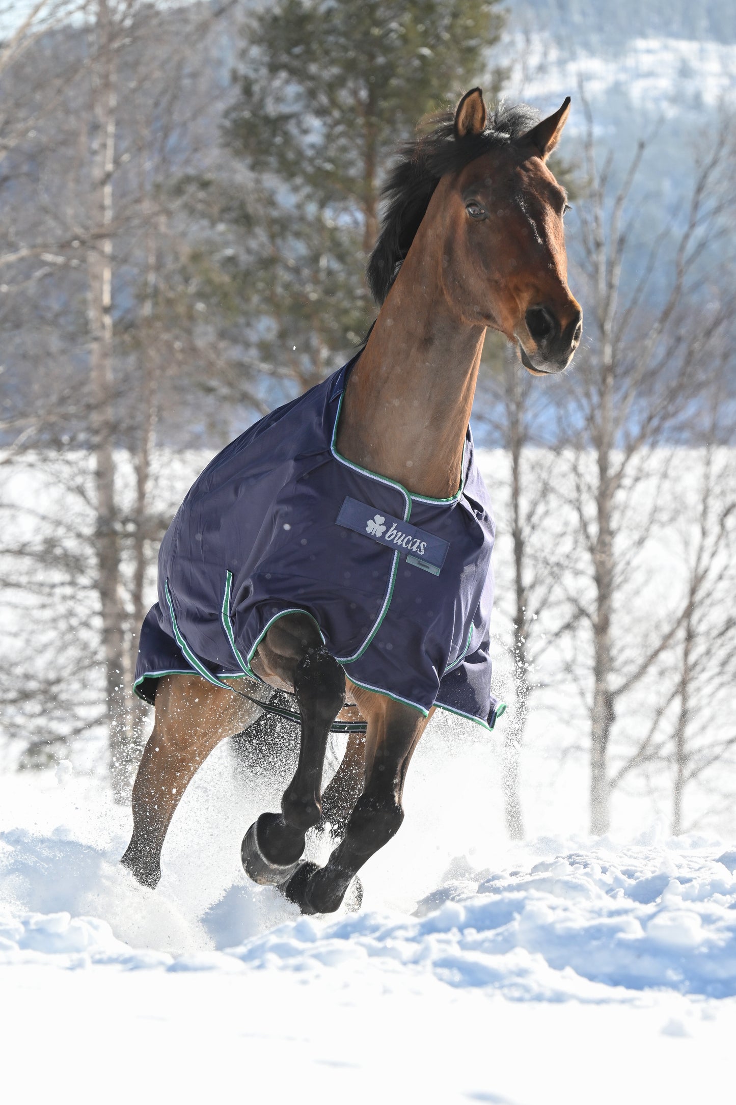 Bucas Smartex Extra 300g Standard Neck Turnout Rug - Blue