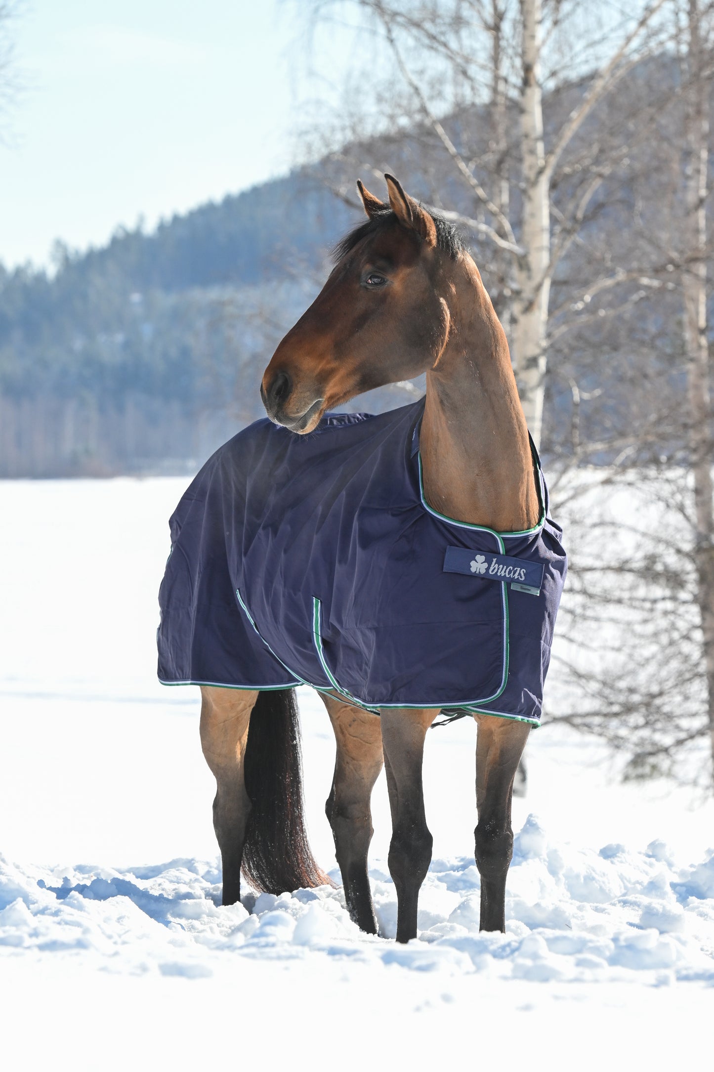 Bucas Smartex Extra 300g Standard Neck Turnout Rug - Blue