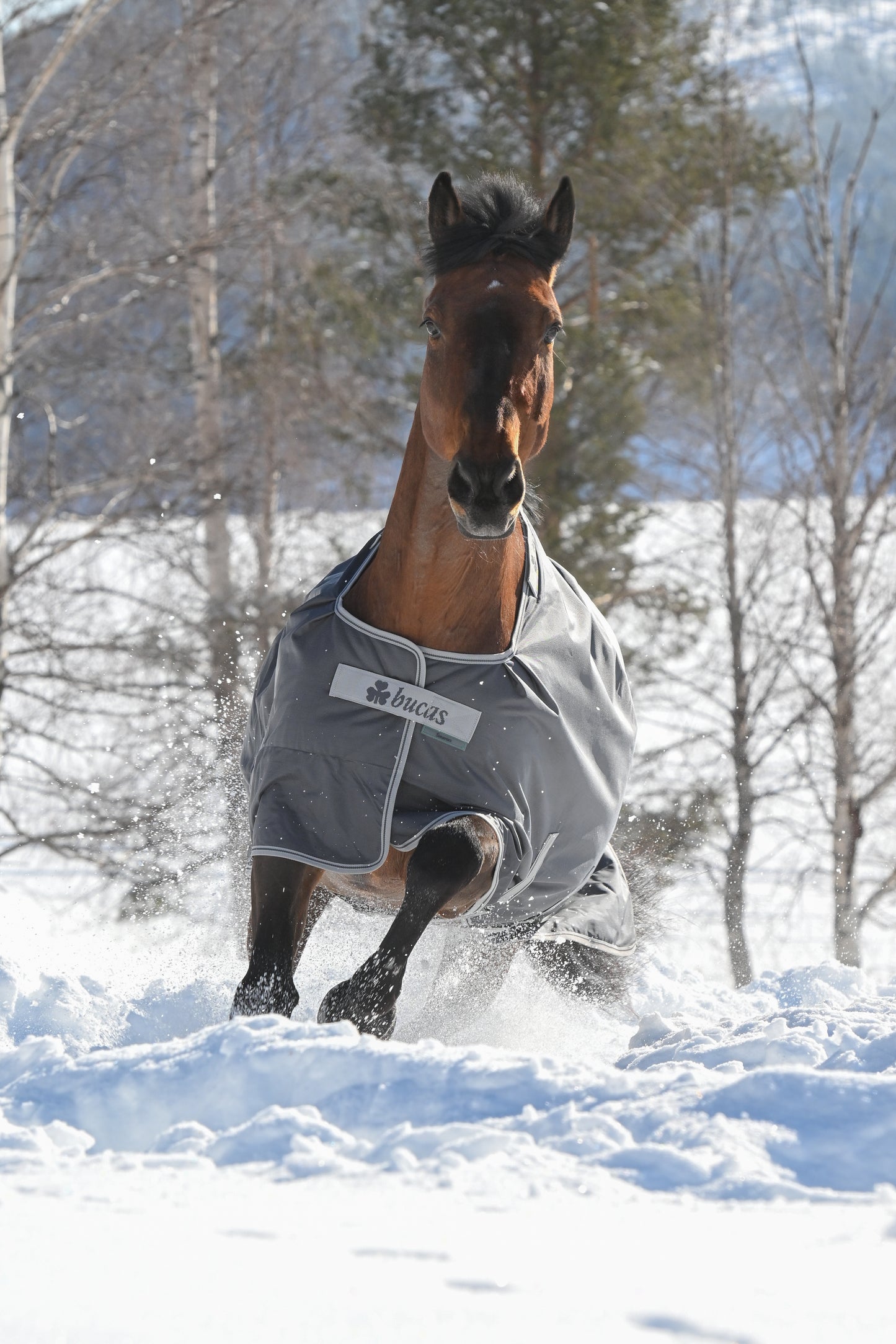 Bucas Smartex Extra 300g Standard Neck Turnout Rug - Iron Gate