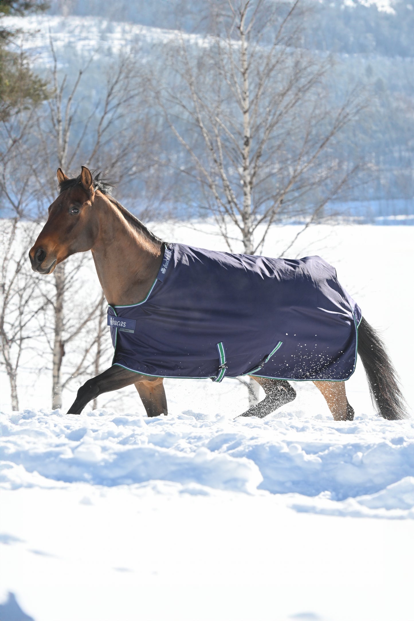 Bucas Smartex Extra 300g Standard Neck Turnout Rug - Blue