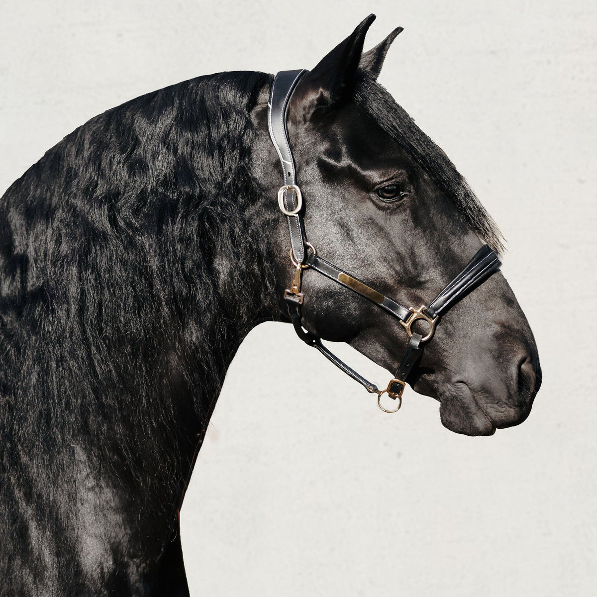 Lumiere Equestrian Bella Leather Headcollar