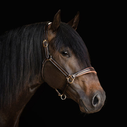 Lumiere Equestrian Bella Leather Headcollar