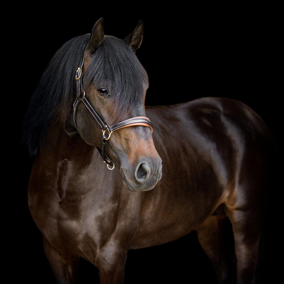 Lumiere Equestrian Bella Leather Headcollar
