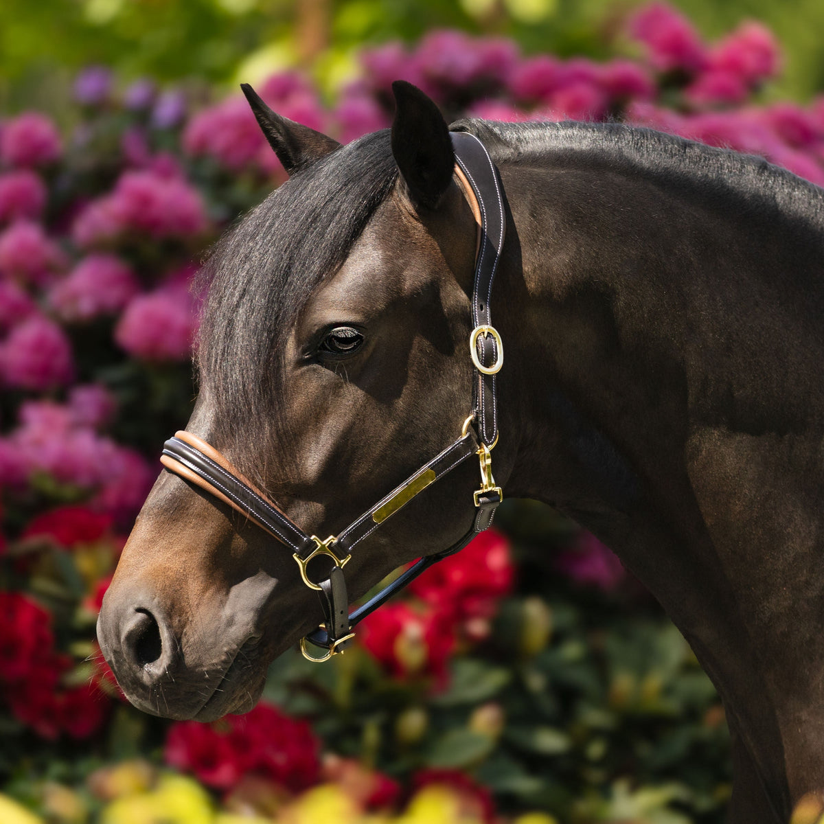 Lumiere Equestrian Bella Leather Headcollar