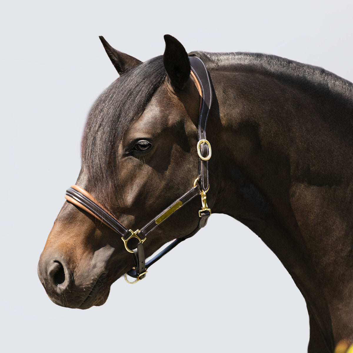 Lumiere Equestrian Bella Leather Headcollar