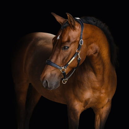 Lumiere Equestrian Bella Leather Headcollar