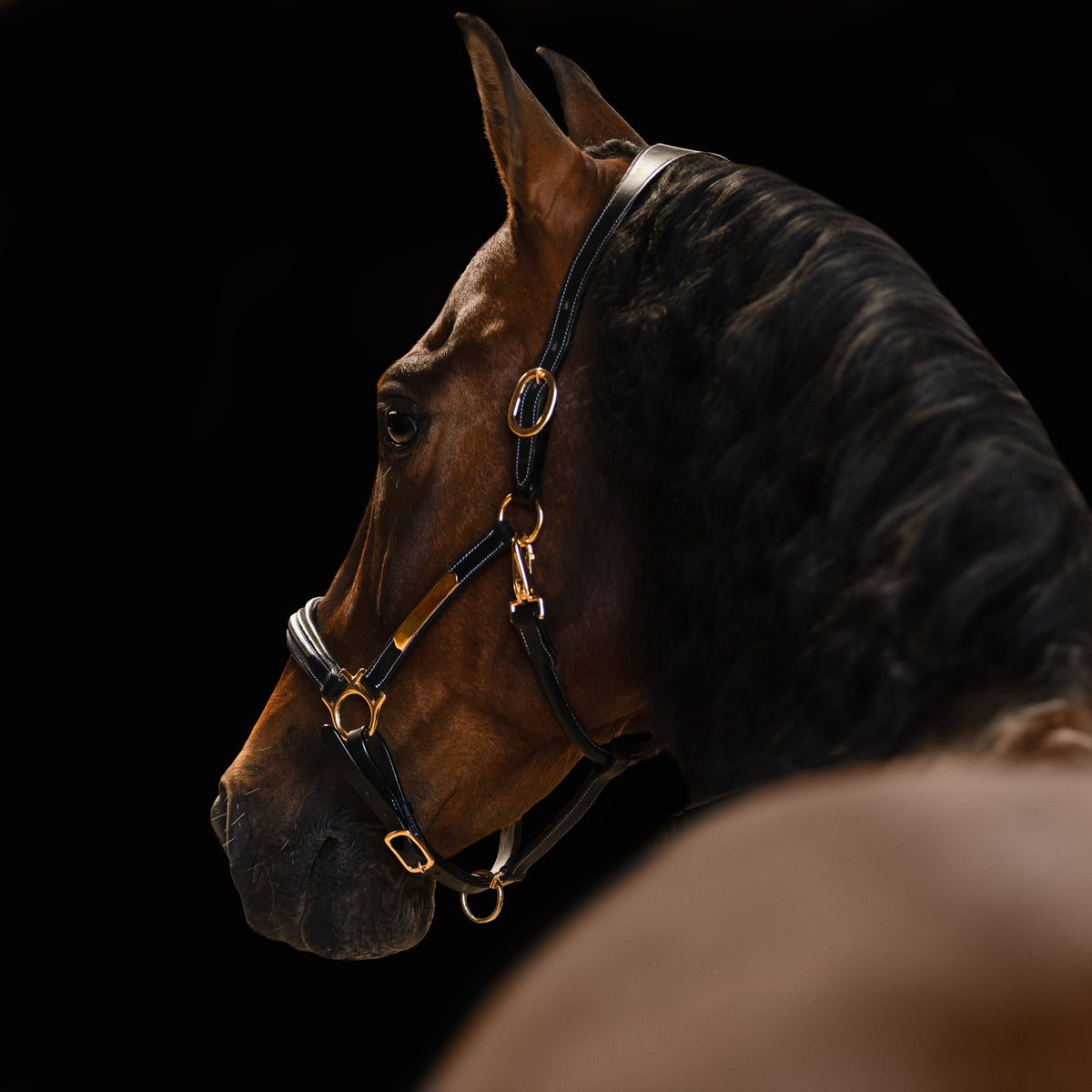 Lumiere Equestrian Bella Leather Headcollar