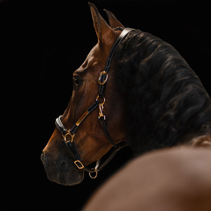 Lumiere Equestrian Bella Leather Headcollar