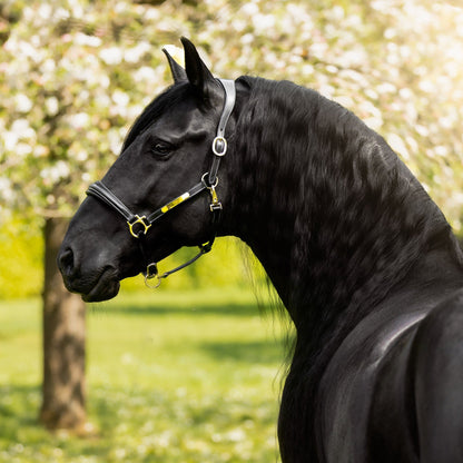 Lumiere Equestrian Bella Leather Headcollar