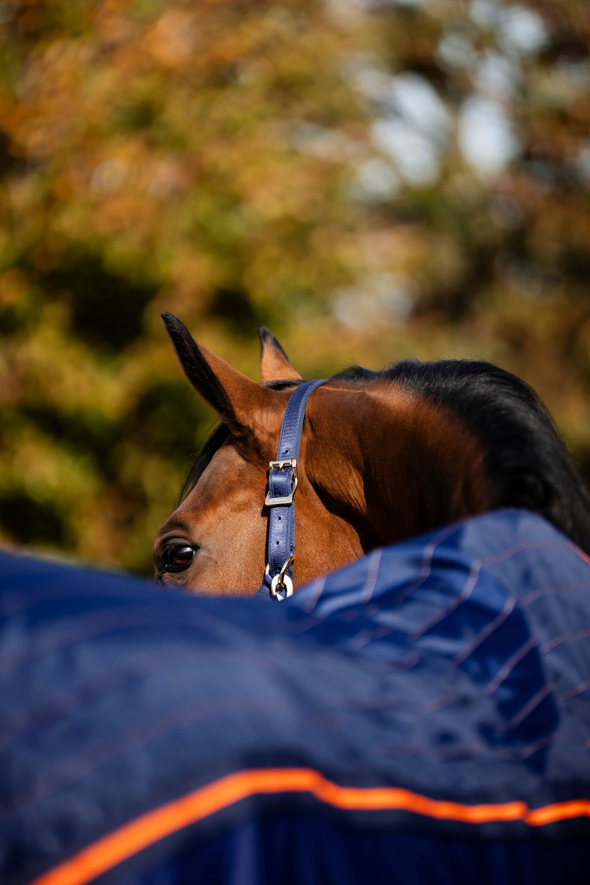 Bucas Therapy Cooler Rug - Navy/Orange