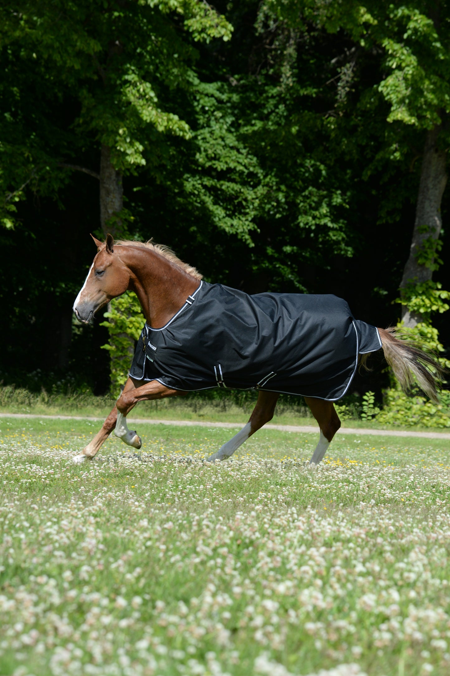 Bucas Trot 50g Standard Neck Turnout Rug - Black/White