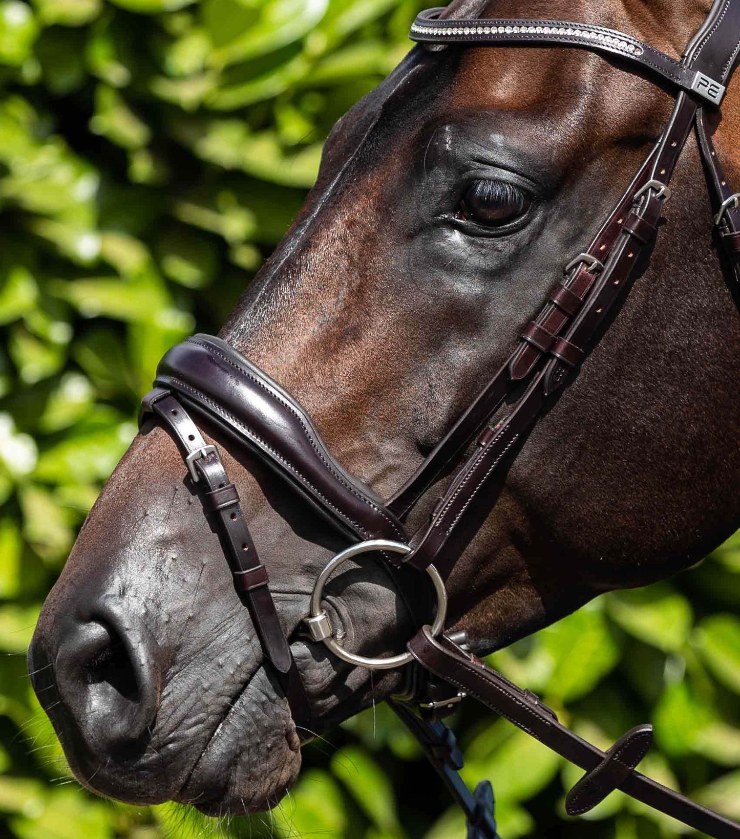 Premier Equine Cheek Pieces (Pair) Brown - N P Equestrian & Pet Supplies Ltd 