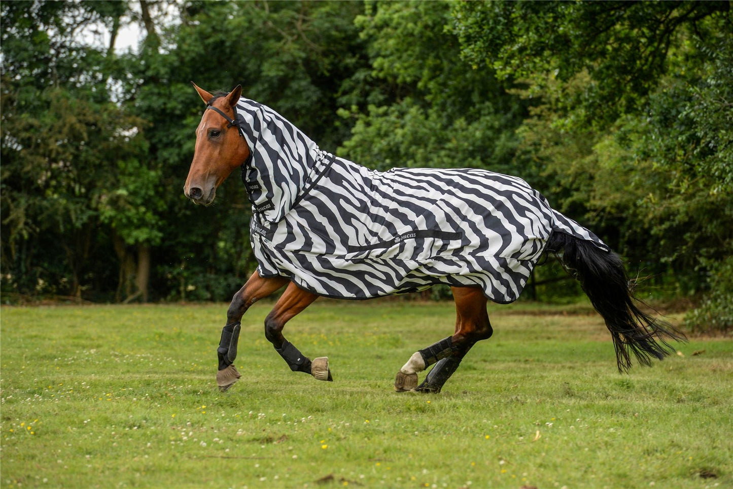 Bucas Zebra Sweet-Itch Full Neck Fly Rug