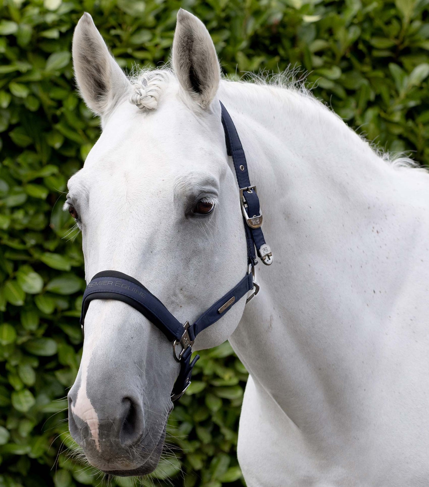 Premier Equine Duco Padded Head Collar with Lead Rope - Navy