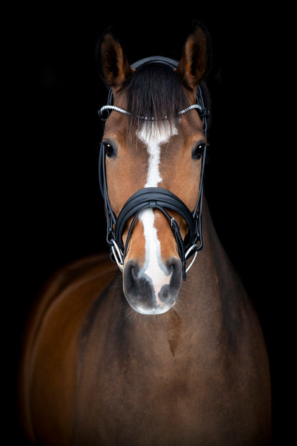 Catago Midlan Bridle - Black