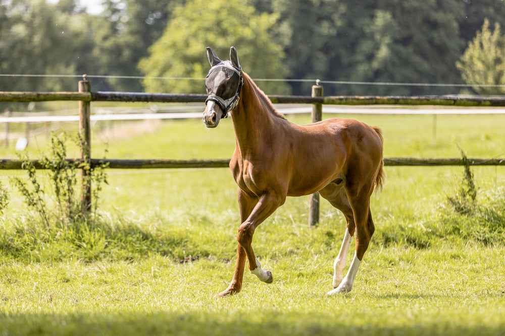 Eskadron FLY MASK Grey