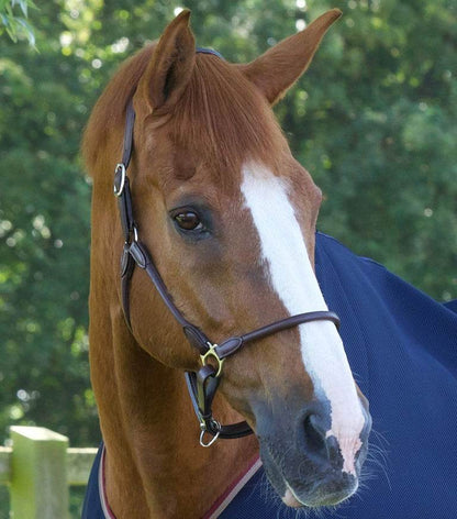 Premier Equine Hennaroso Rolled Anatomic Leather Head Collar - N P Equestrian & Pet Supplies Ltd 