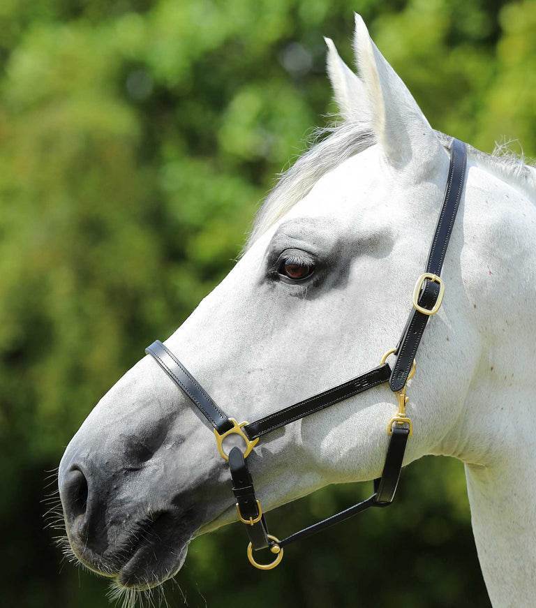 Premier Equine Pasco Plain Leather Head Collar - N P Equestrian & Pet Supplies Ltd 