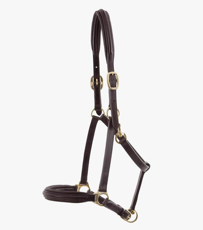Premier Equine Rego Padded Leather Head Collar - N P Equestrian & Pet Supplies Ltd 