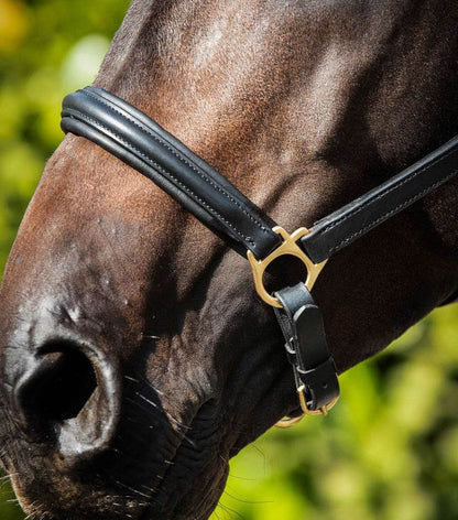Premier Equine Rego Padded Leather Head Collar - N P Equestrian & Pet Supplies Ltd 