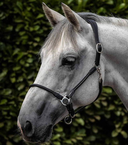 Premier Equine Hennaroso Rolled Anatomic Leather Head Collar - N P Equestrian & Pet Supplies Ltd 