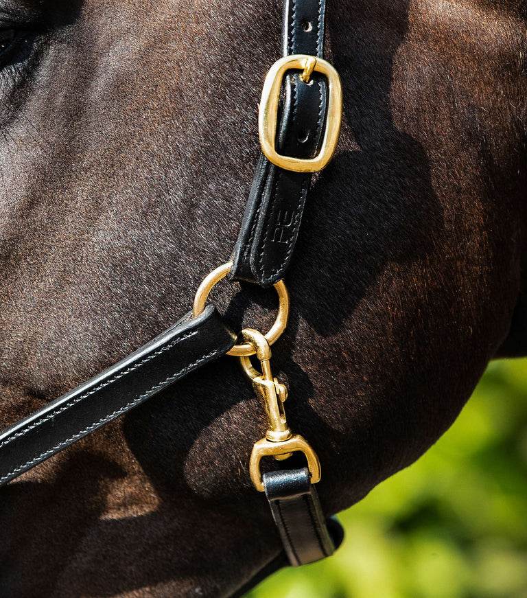 Premier Equine Rego Padded Leather Head Collar - N P Equestrian & Pet Supplies Ltd 
