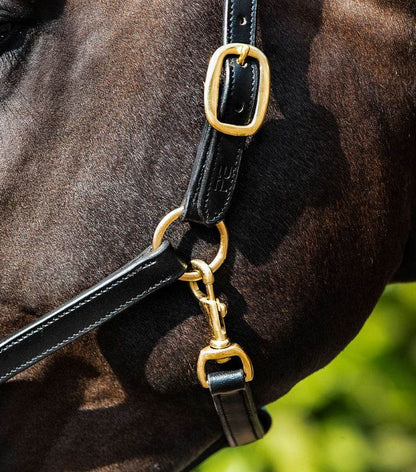 Premier Equine Rego Padded Leather Head Collar - N P Equestrian & Pet Supplies Ltd 
