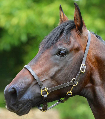 Premier Equine Pasco Plain Leather Head Collar Brown - N P Equestrian & Pet Supplies Ltd 